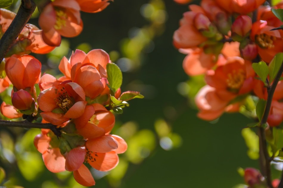 A Flowering Cotoneaster Red