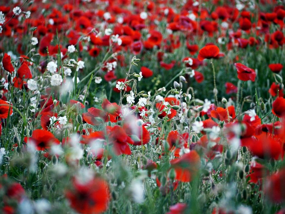 Poppy Red White Field