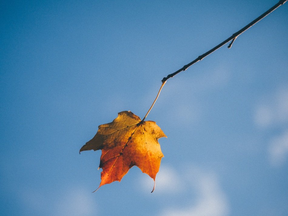 Leaf Autumn Isolated Yellow