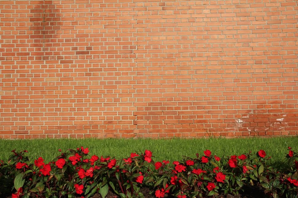 Background Wall Meadow Wallpaper