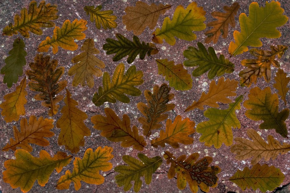 Autumn background