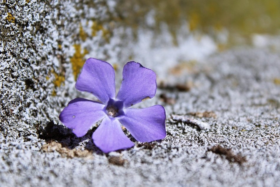 Flowers Purple Background