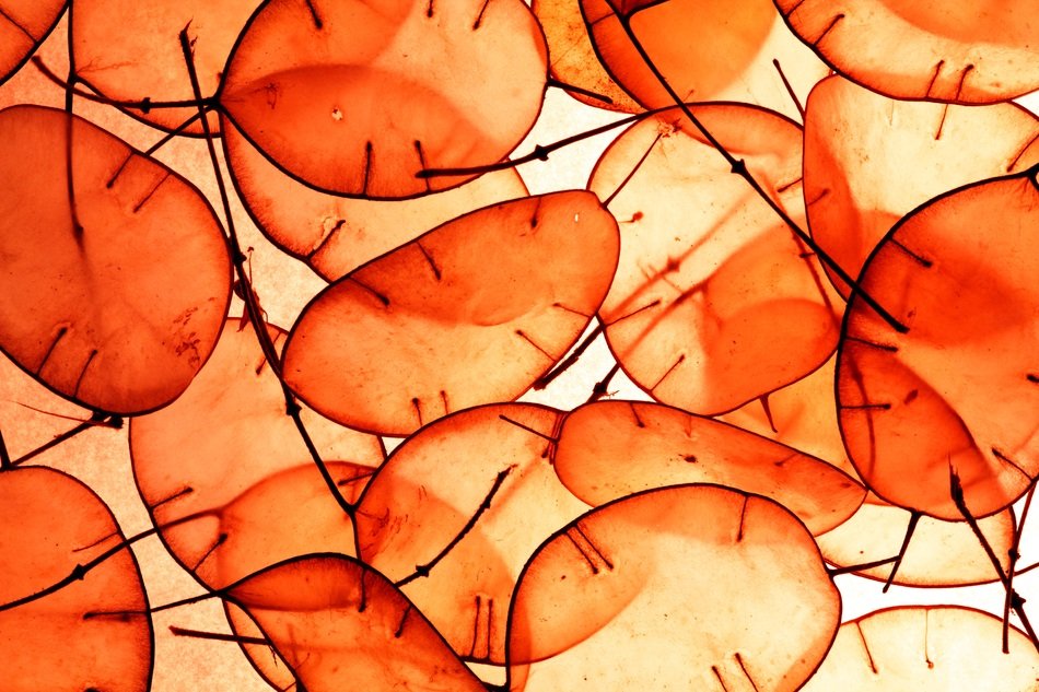 Orange Abstract Plants Dollar