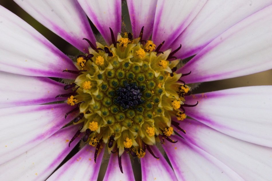 Daisy Flower Blossom Macro