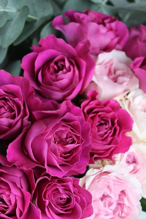 wallpaper with pink garden roses