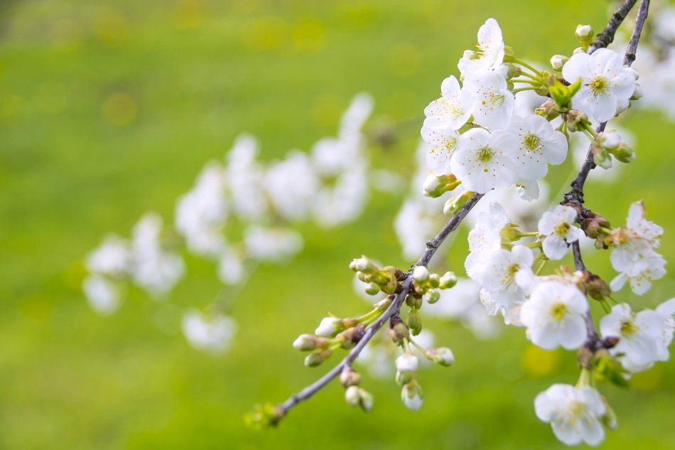 Marvelous Flowering Cherry