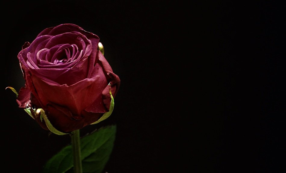 Rose Red Rose Bloom Flower