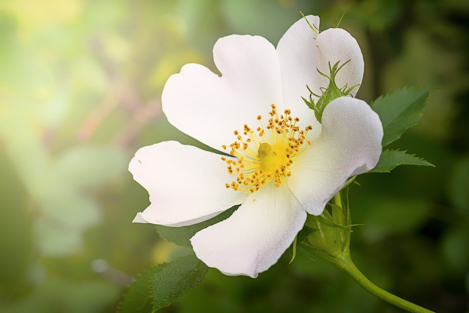 Wild Flower White Flower Plant