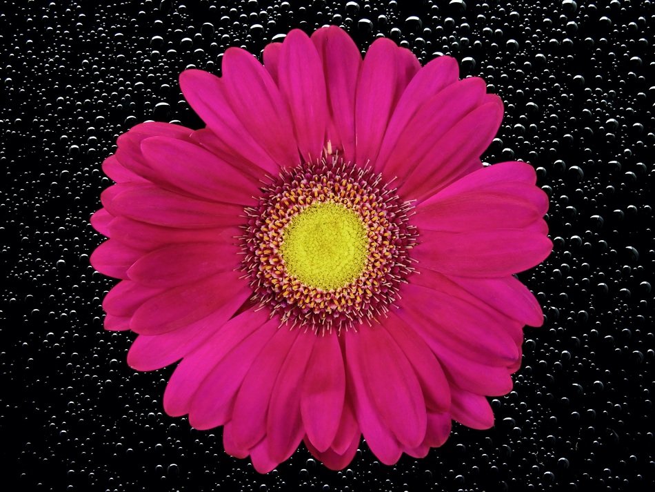 Beautiful pink chrysanthemum on dark background with the lights