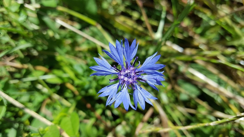 Cornflower Cornflower Blue