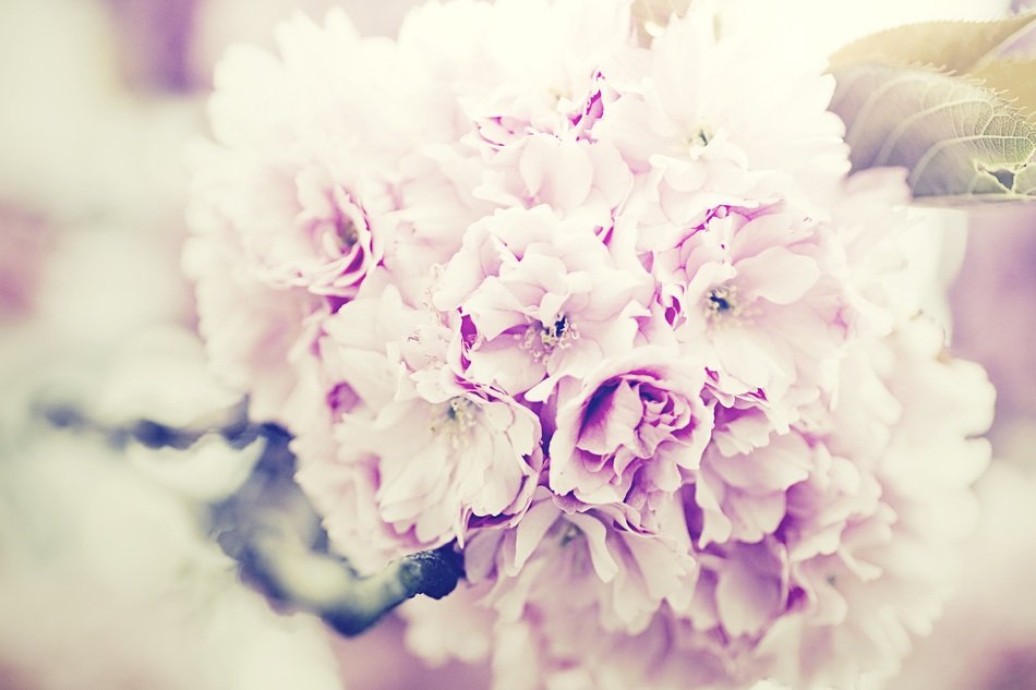 Flowers Bouquet Lilac