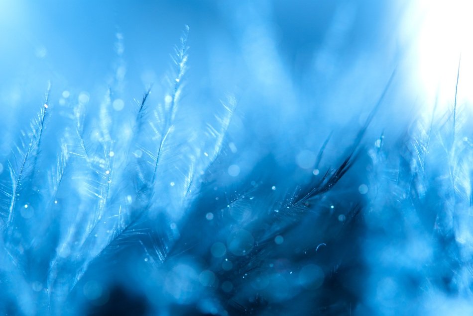 Feather Background Blue Loving
