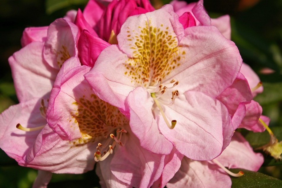 Rhododendron Garden Blossom