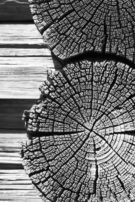 Tree Wood Wood Texture Village