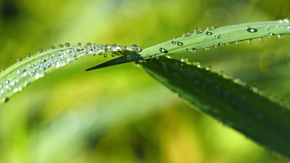 Morgentau Grass Meadow Green