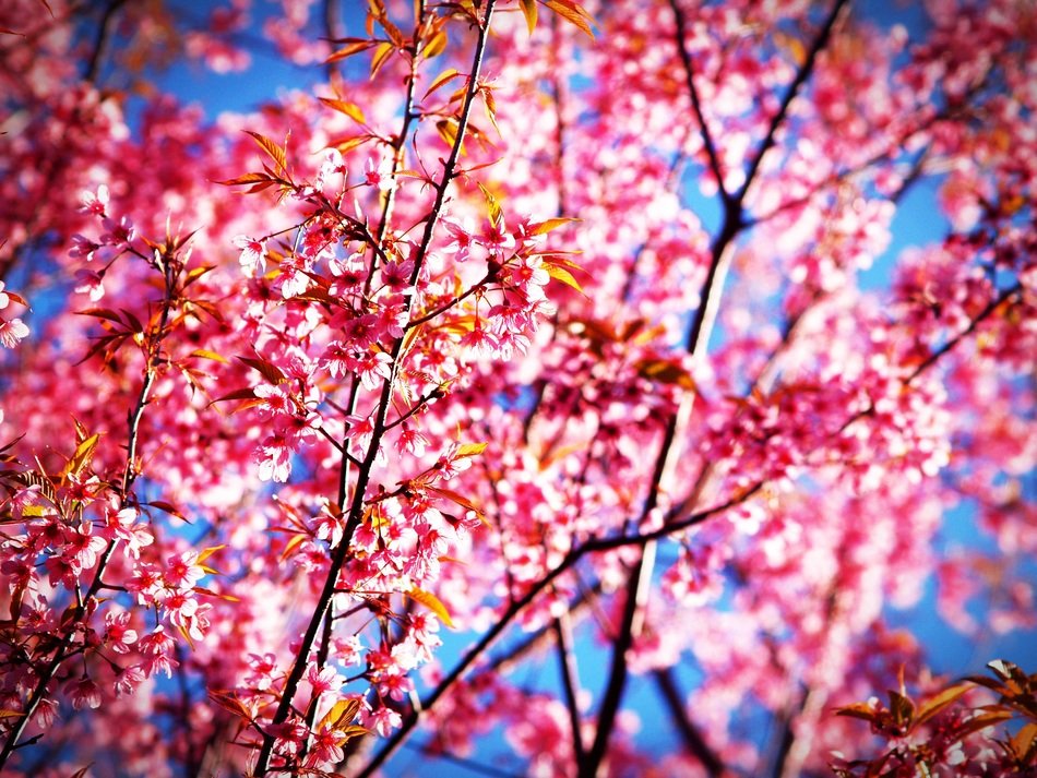 Sakura Blossom Prunus Cerasoides