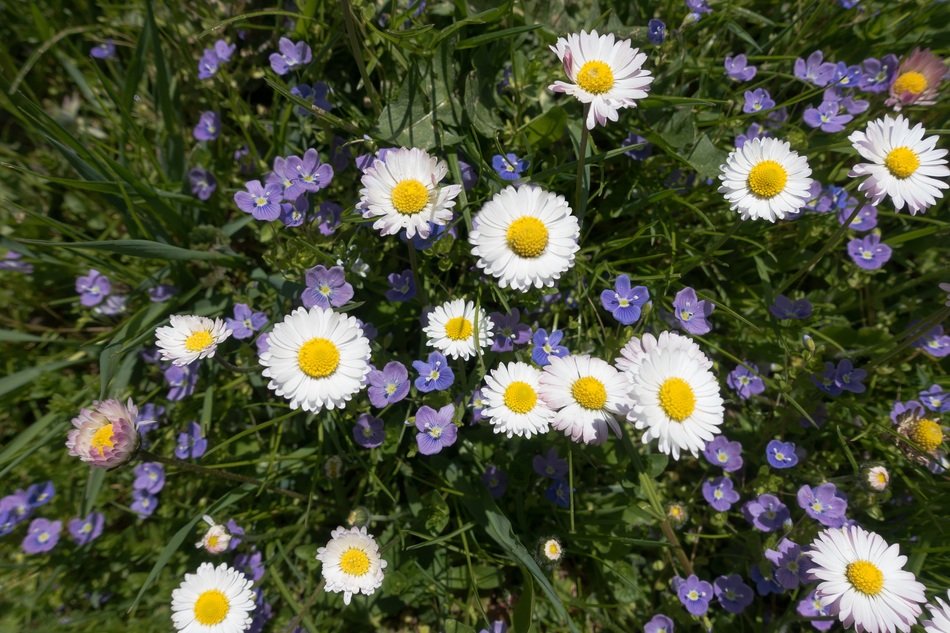 Meadow Spring Flower Daisy