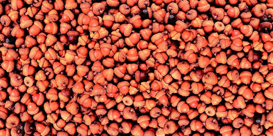 Background Acorns Oak