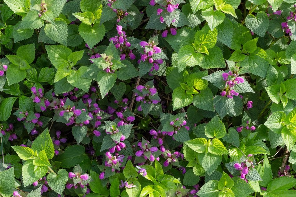 Background Texture Greens Summer