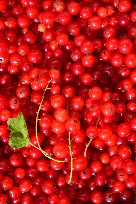 Currants Background Structure