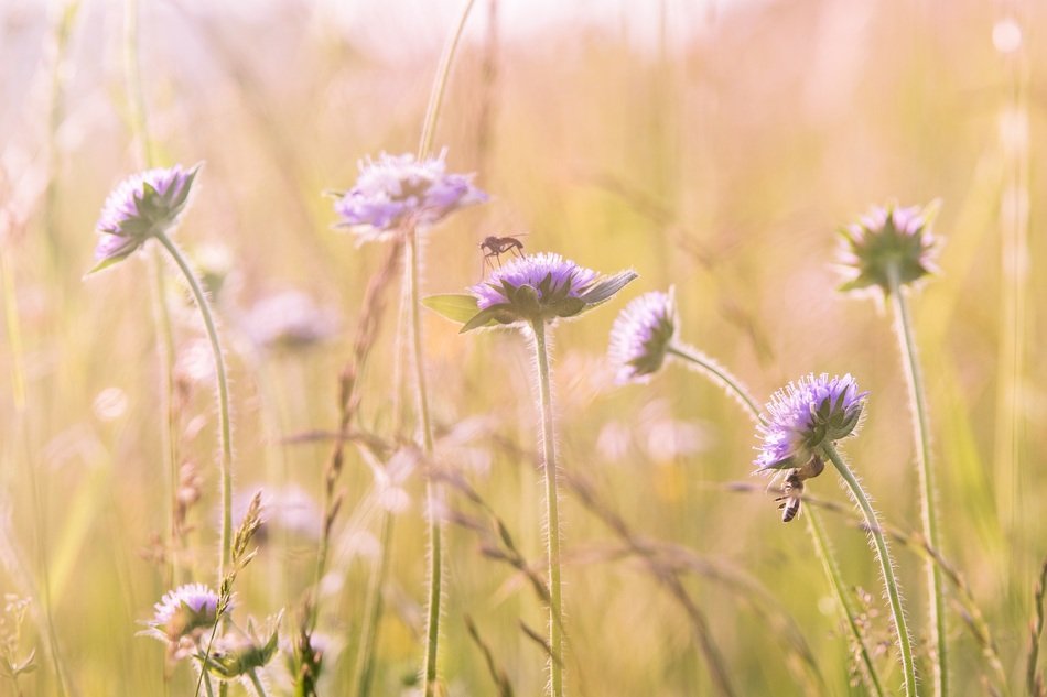 wild flowers for background image
