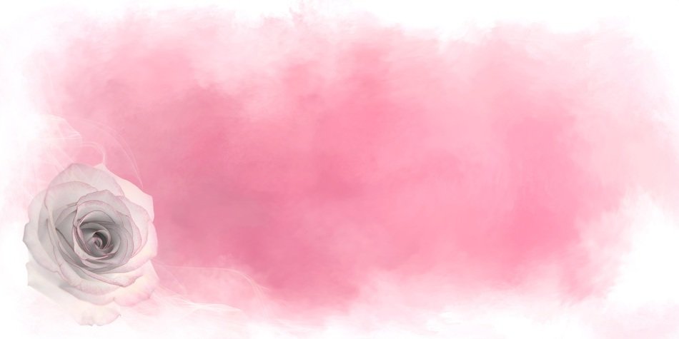 Blossom Bloom Flower Rose Love