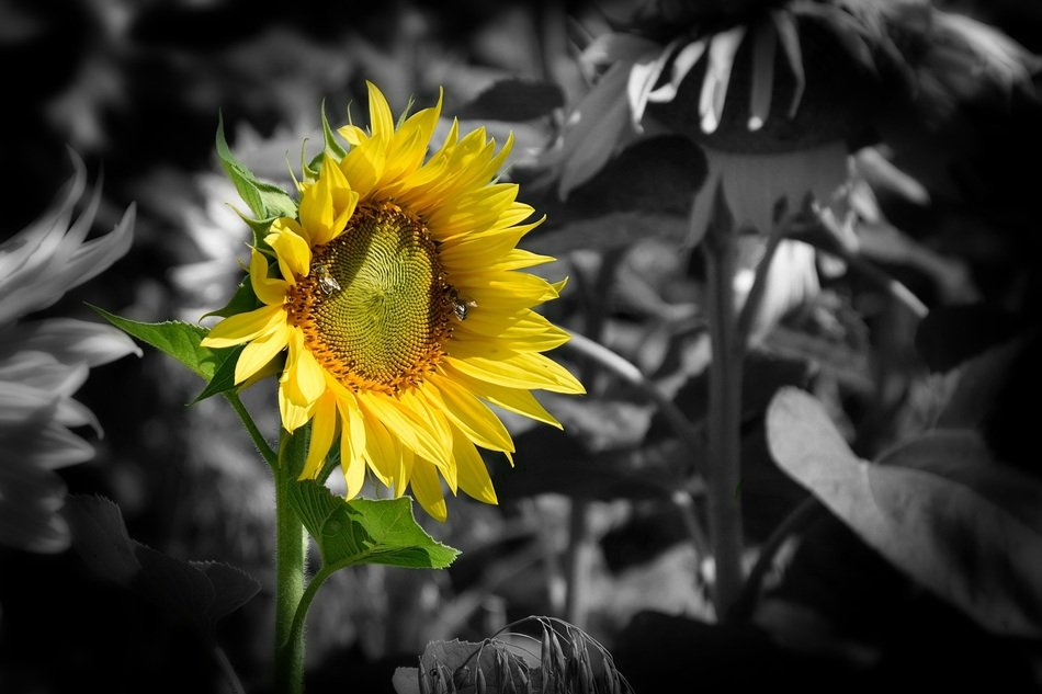 Wallpaper Background Gold Sun