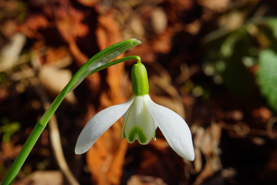 Snowdrop Blossom Bloom