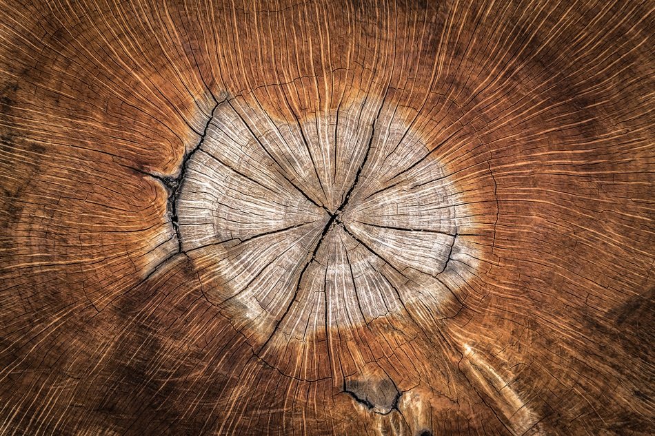 Wood Annual Zone Nature Texture