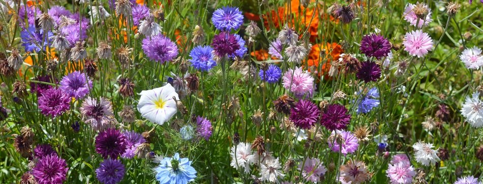 Flowers Colors Field Flowers