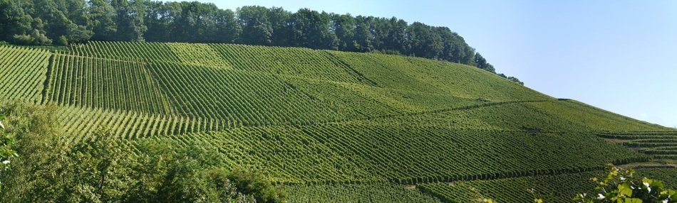 Panorama Vineyards