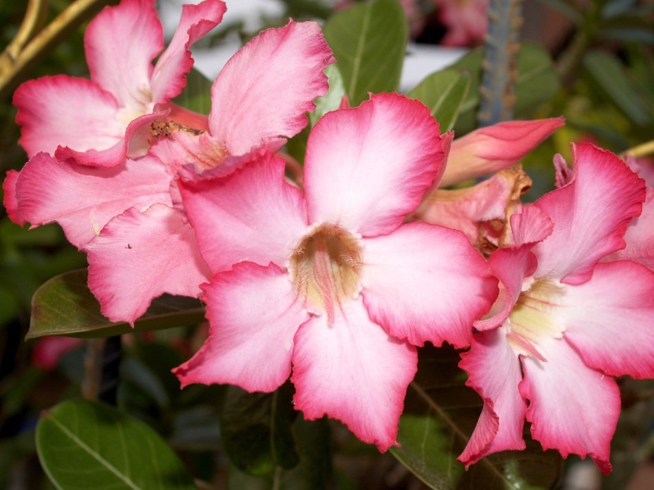 Azalea Outdoor Wallpaper
