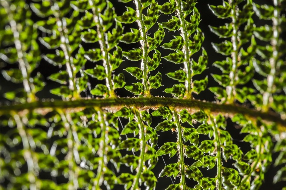 Green Leaf Color Nature Fresh