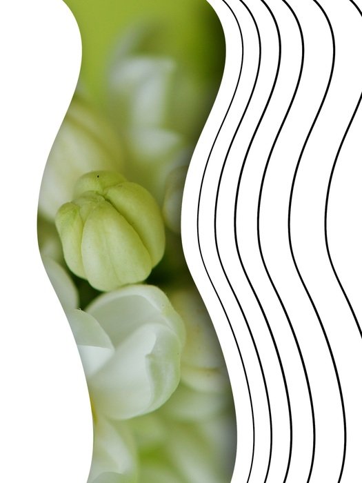 modern design with a picture of a white lilac