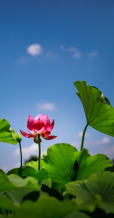 Flower Lotus Red Vietnam