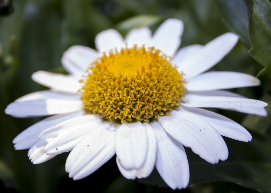 Chrysanthemum White Garden