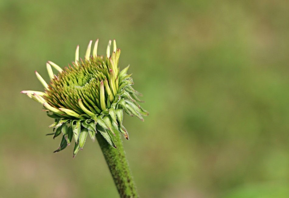 Flower Bud Green Background