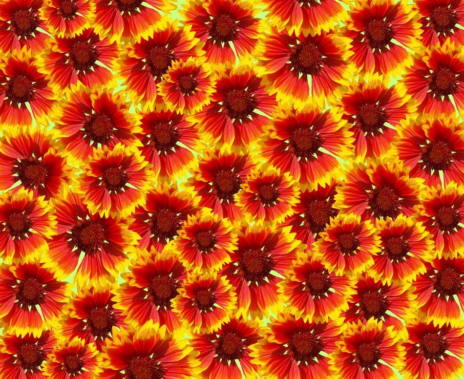 Flowers Garden Background Orange