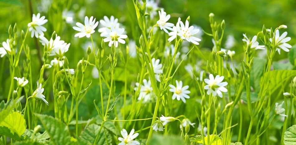 White Flowers Of The Forest