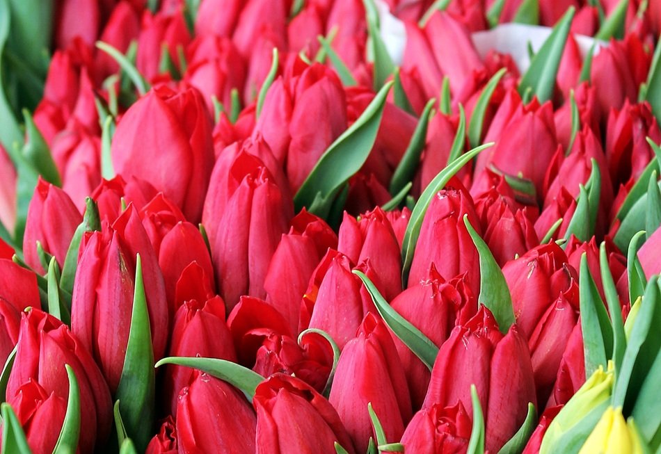 Tulip Flowers Spring Summer Red
