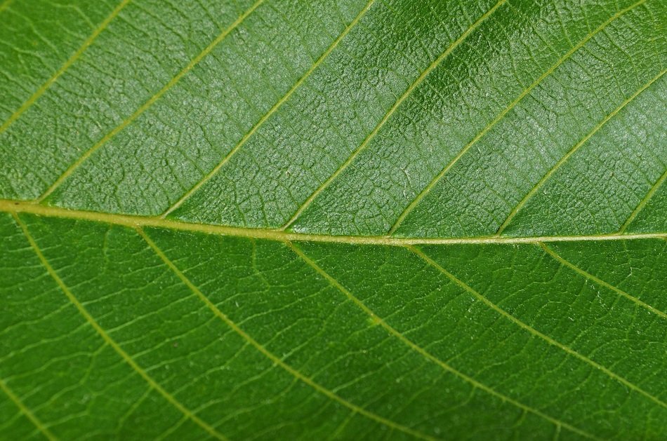Leaf Walnut Foliage Vegetation