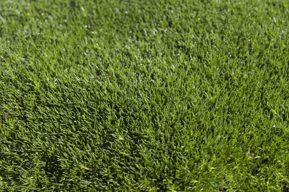 Grass Texture Green Meadow