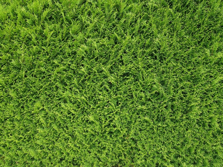 Thujenhecke Hedge Thuje Thuja