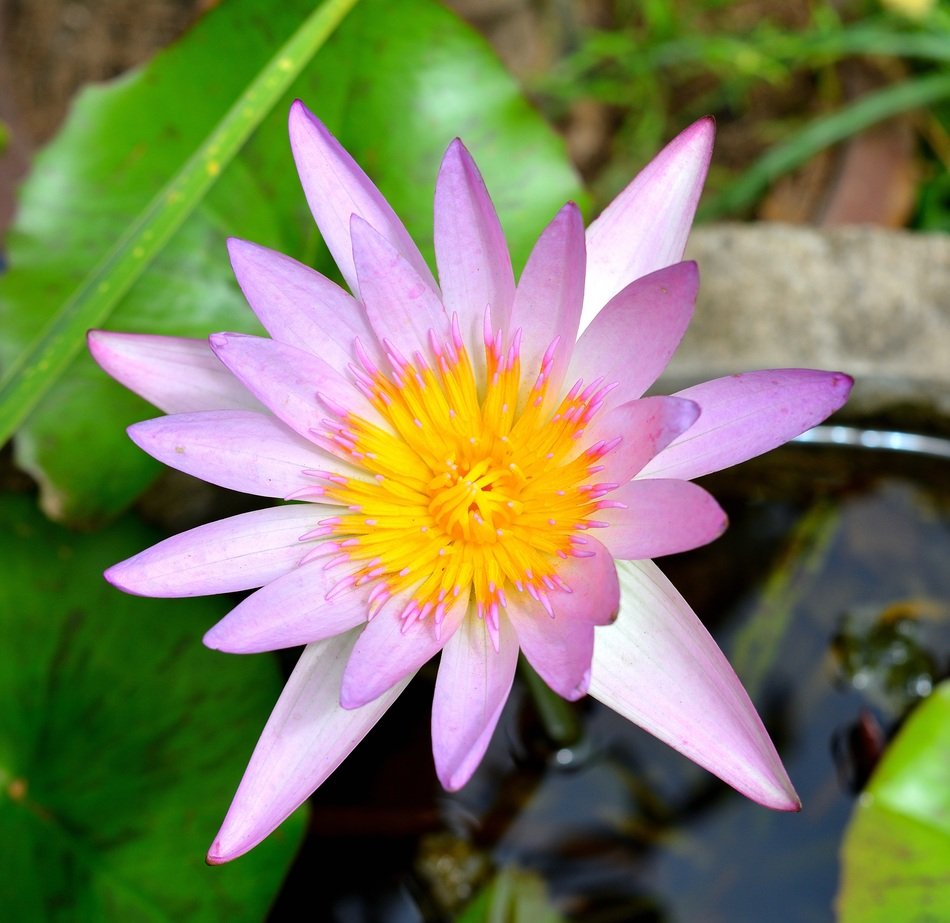 Lotus Flowers Plant Nature