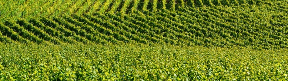 Vineyard Relief Background