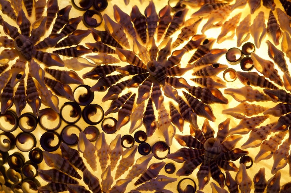 Mussels Lamp Star Pattern