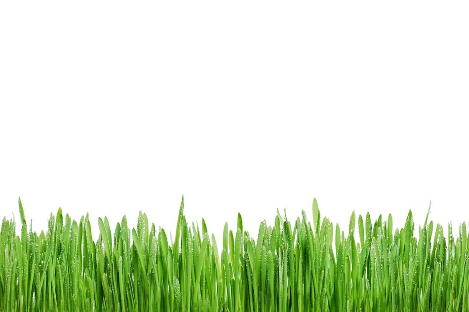 Grass Rosa Green Summer Macro