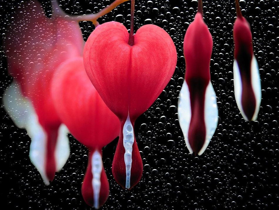 red flowers in the shape of a hearts