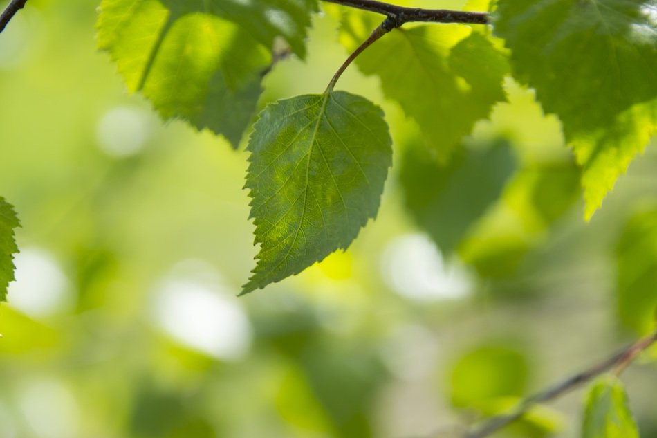 Green Color The Background
