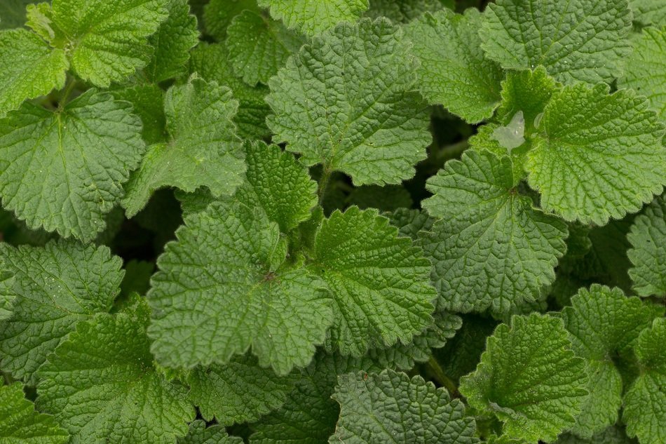 background with green plant leaves